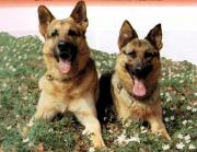 Canis familiaris 